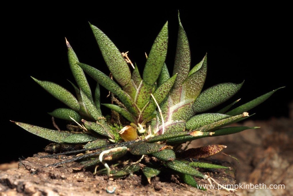 Macroclinium manabinum